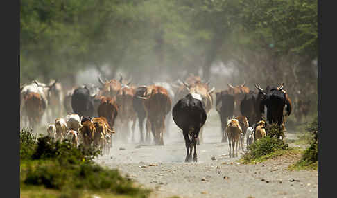 Zebu (Bos primigenius indicus)