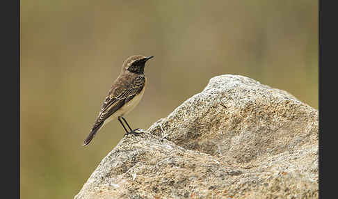 Rüppel-Steinschmätzer (Oenanthe lugubris)