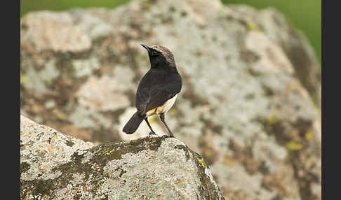 Rüppel-Steinschmätzer (Oenanthe lugubris)