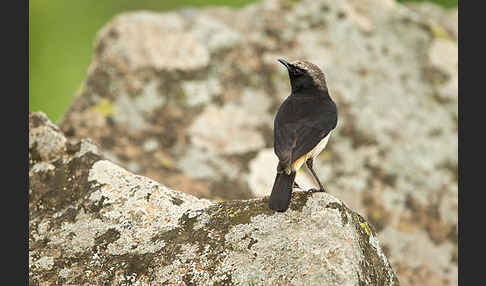 Rüppel-Steinschmätzer (Oenanthe lugubris)