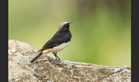 Rüppel-Steinschmätzer (Oenanthe lugubris)