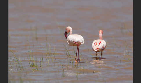 Zwergflamingo (Phoeniconaias minor)