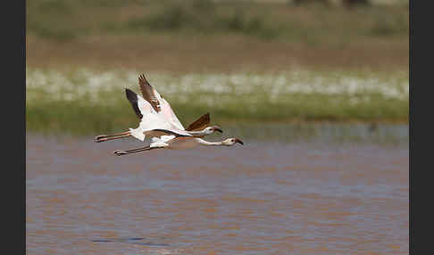 Zwergflamingo (Phoeniconaias minor)