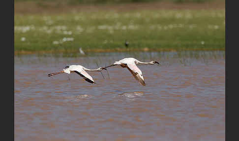 Zwergflamingo (Phoeniconaias minor)