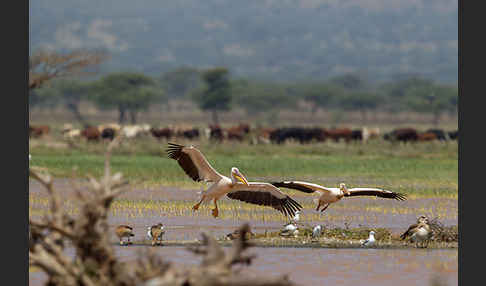 Rosapelikan (Pelecanus onocrotalus)