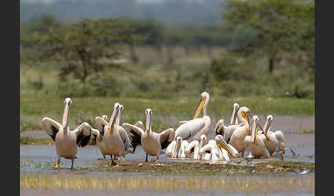 Rosapelikan (Pelecanus onocrotalus)