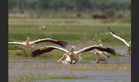 Rosapelikan (Pelecanus onocrotalus)