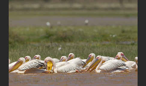 Rosapelikan (Pelecanus onocrotalus)