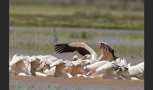 Rosapelikan (Pelecanus onocrotalus)