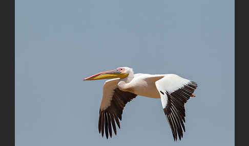 Rosapelikan (Pelecanus onocrotalus)