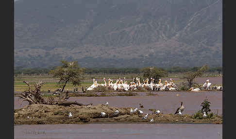 Rosapelikan (Pelecanus onocrotalus)