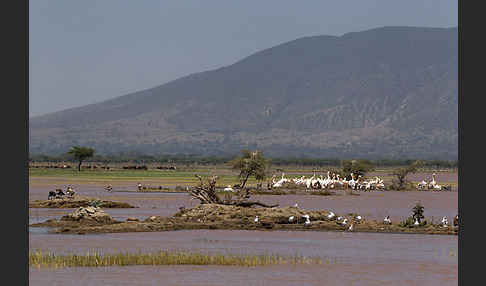 Rosapelikan (Pelecanus onocrotalus)