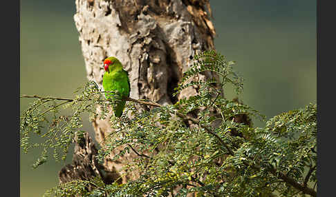 Tarantapapagei (Agapornis taranta)