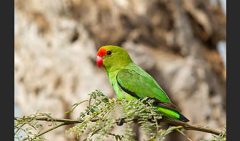 Tarantapapagei (Agapornis taranta)