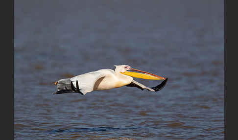 Rosapelikan (Pelecanus onocrotalus)