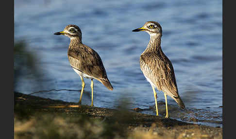 Senegaltriel (Burhinus senegalensis)