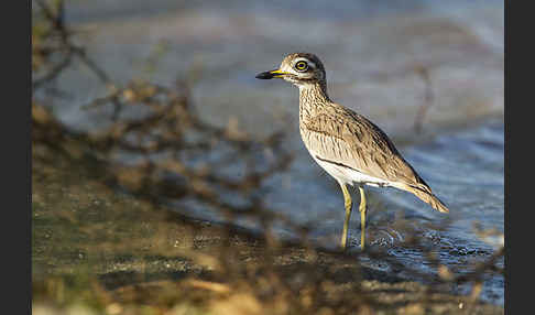 Senegaltriel (Burhinus senegalensis)