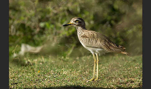 Senegaltriel (Burhinus senegalensis)