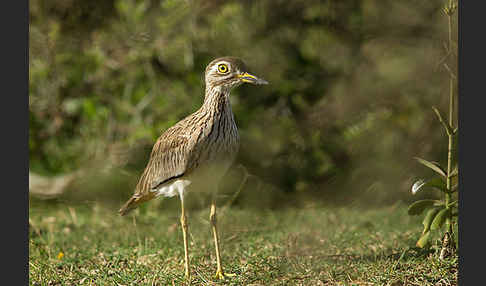 Senegaltriel (Burhinus senegalensis)