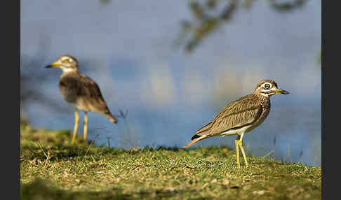 Senegaltriel (Burhinus senegalensis)