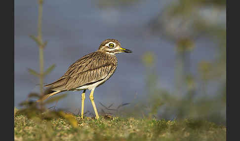 Senegaltriel (Burhinus senegalensis)