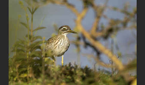 Senegaltriel (Burhinus senegalensis)