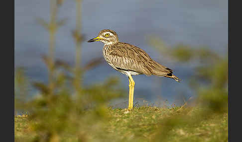 Senegaltriel (Burhinus senegalensis)