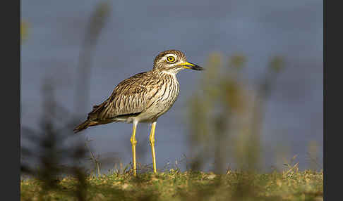 Senegaltriel (Burhinus senegalensis)