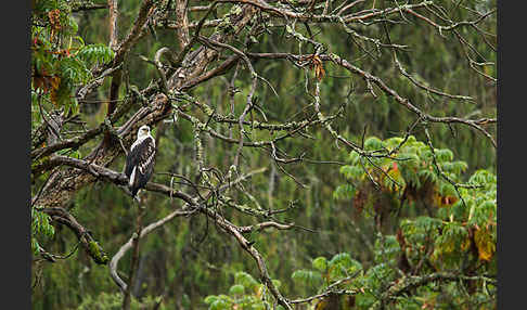 Schreiseeadler (Haliaeetus vocifer)