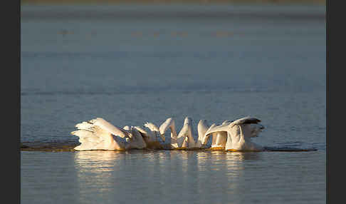 Rosapelikan (Pelecanus onocrotalus)