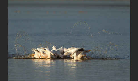 Rosapelikan (Pelecanus onocrotalus)