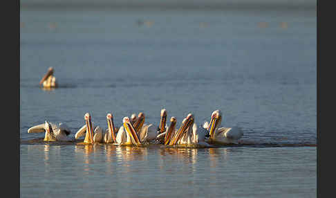 Rosapelikan (Pelecanus onocrotalus)