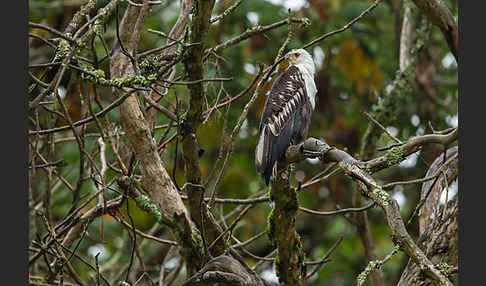 Schreiseeadler (Haliaeetus vocifer)