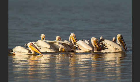 Rosapelikan (Pelecanus onocrotalus)