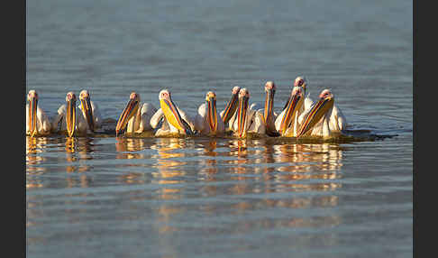 Rosapelikan (Pelecanus onocrotalus)