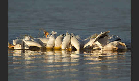 Rosapelikan (Pelecanus onocrotalus)