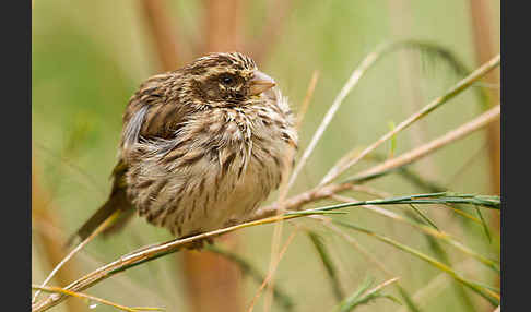 Strichelgirlitz (Serinus striolatus)