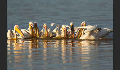 Rosapelikan (Pelecanus onocrotalus)