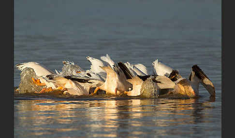 Rosapelikan (Pelecanus onocrotalus)