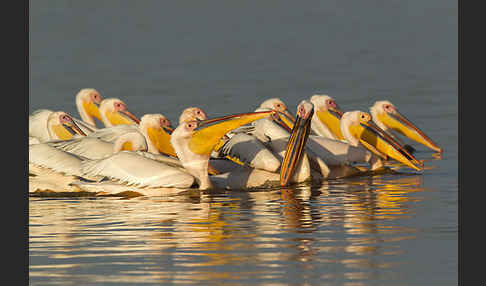 Rosapelikan (Pelecanus onocrotalus)