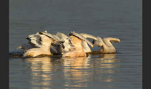 Rosapelikan (Pelecanus onocrotalus)