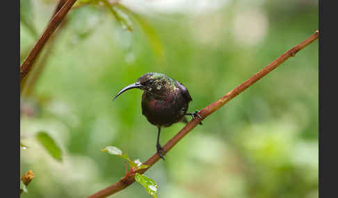 Takazzenektarvogel (Nectarinia tacazze)