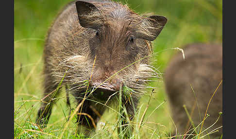 Warzenschwein (Phacochoerus africanus)