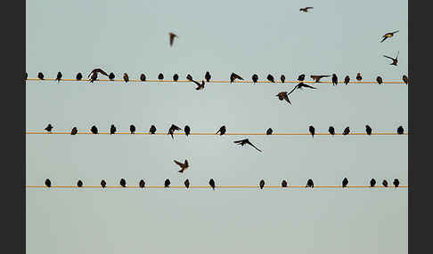 Rauchschwalbe (Hirundo rustica)