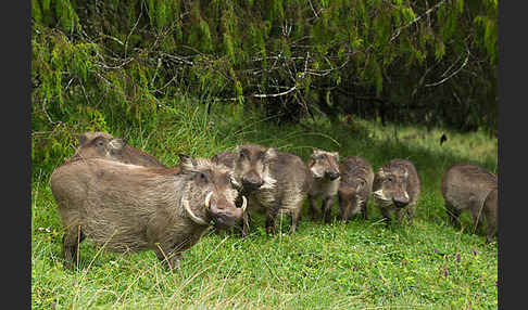 Warzenschwein (Phacochoerus africanus)