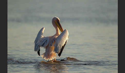 Rosapelikan (Pelecanus onocrotalus)