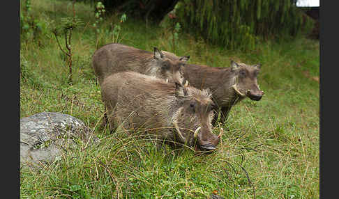 Warzenschwein (Phacochoerus africanus)