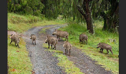 Warzenschwein (Phacochoerus africanus)