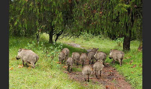 Warzenschwein (Phacochoerus africanus)