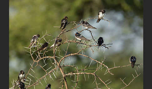 Rauchschwalbe (Hirundo rustica)